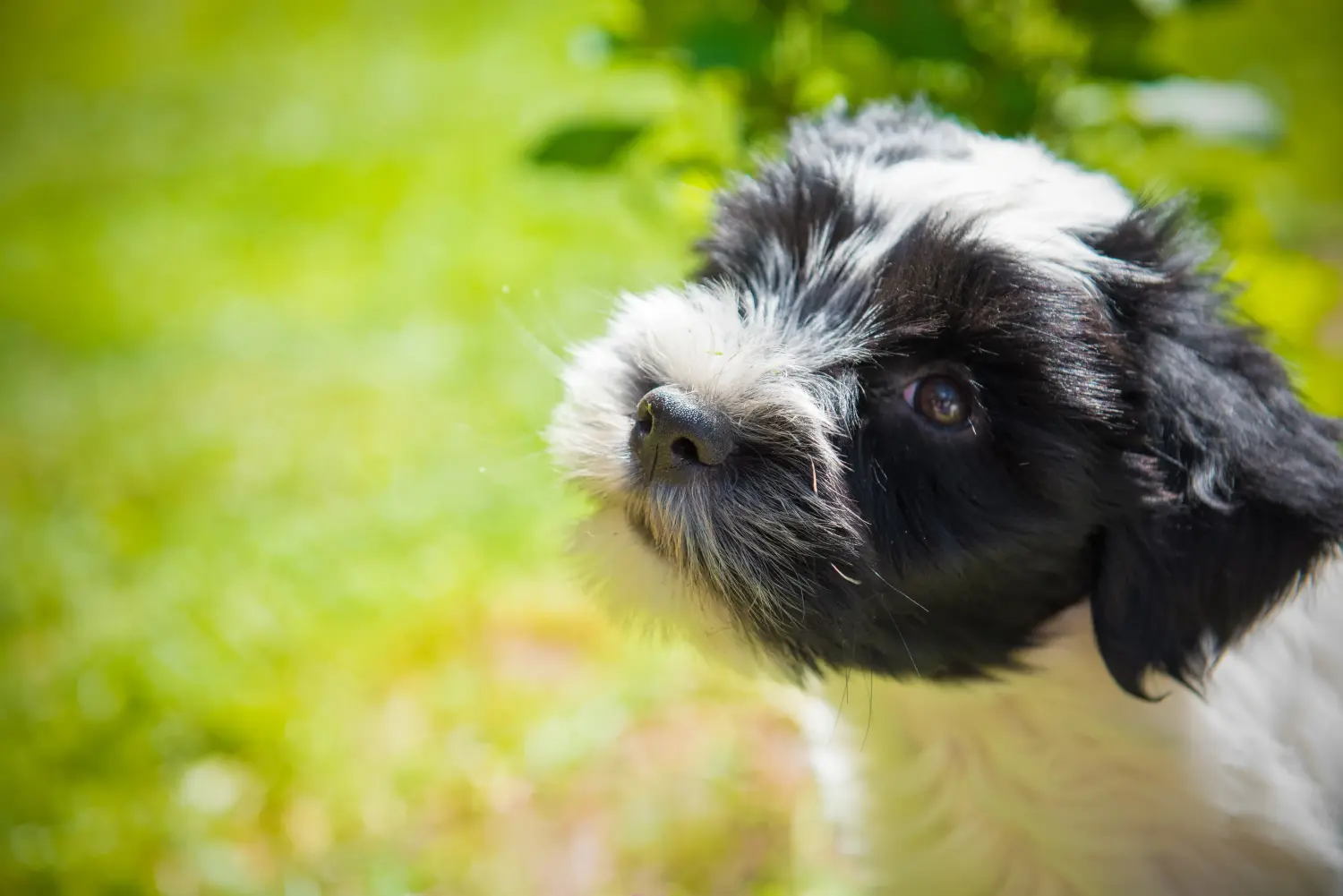 Egy tibeti terrier kölyökkutya megvásárlása felelősségvállalást jelent! Vásároljon tibeti terrier kölyköket.
