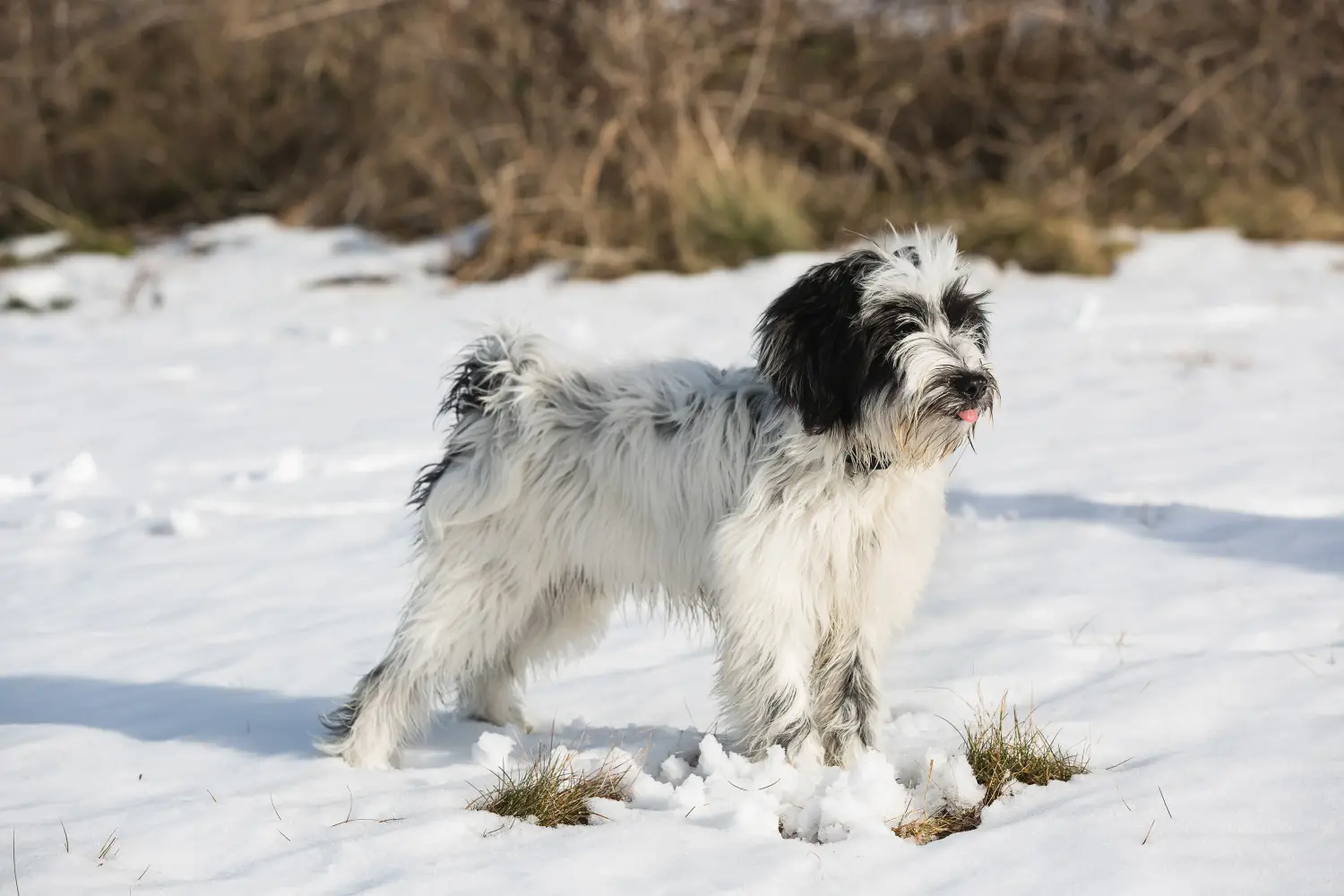 Egy tibeti terrier kölyökkutya megvásárlása felelősségvállalást jelent! Vásároljon tibeti terrier kölyköket.