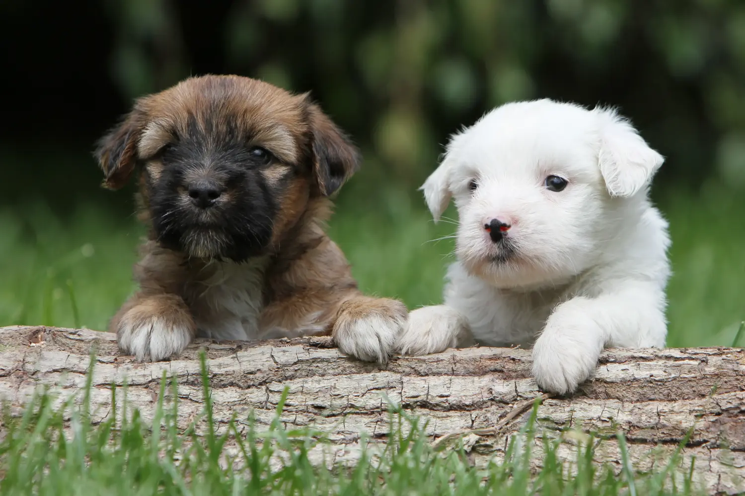 Egy tibeti terrier kölyökkutya megvásárlása felelősségvállalást jelent! Vásároljon tibeti terrier kölyköket.