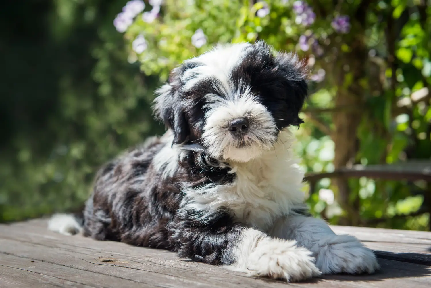 Egy tibeti terrier kölyökkutya megvásárlása felelősségvállalást jelent! Vásároljon tibeti terrier kölyköket.