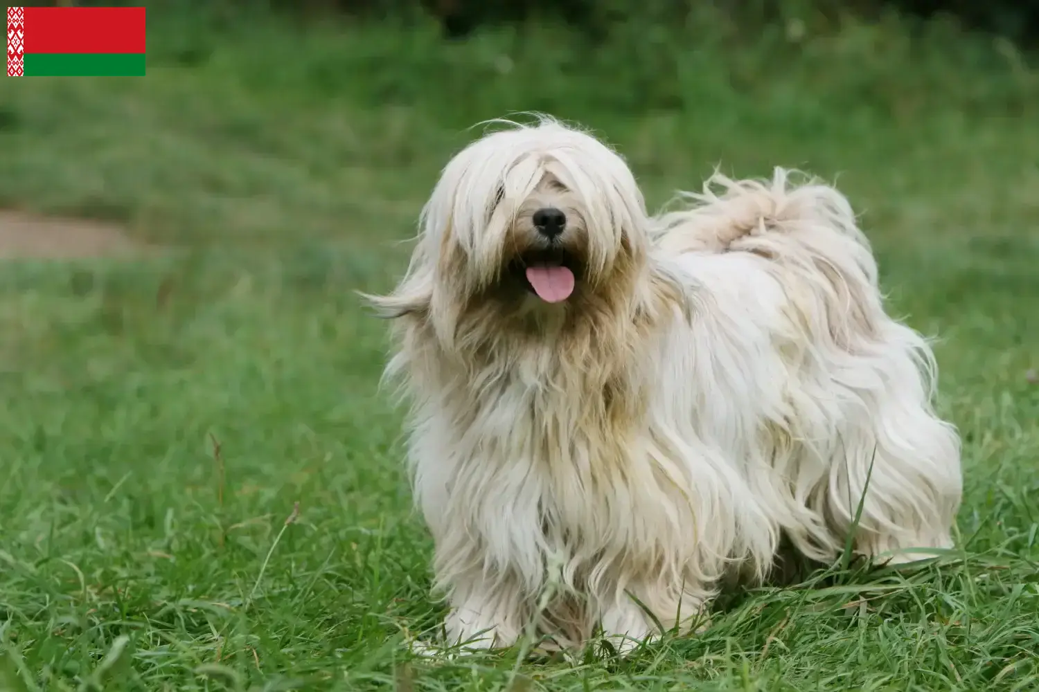 Tibeti terrier kiskutyák és tenyésztők Fehéroroszország Keress tibeti terrier tenyésztőket Fehéroroszországban.