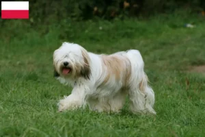 Read more about the article Tibeti terrier tenyésztők és kiskutyák Lengyelországban