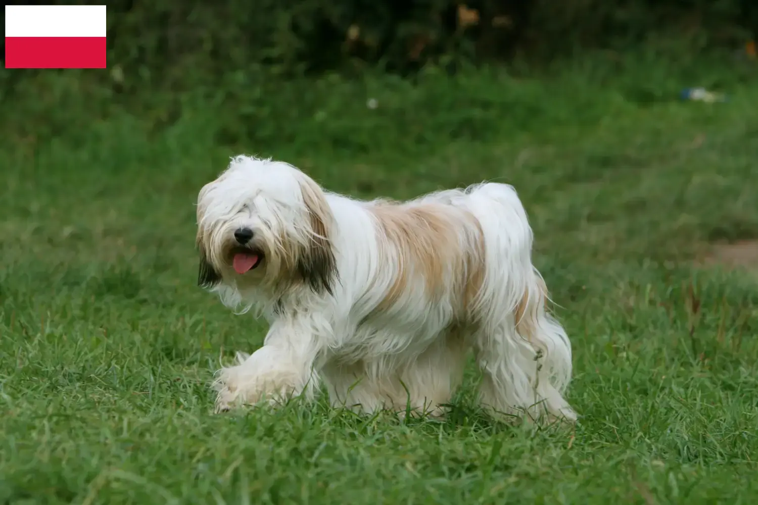 Tibeti terrier kölykök és tenyésztők Lengyelország Lengyelországi tibeti terrier tenyésztőket itt találsz.