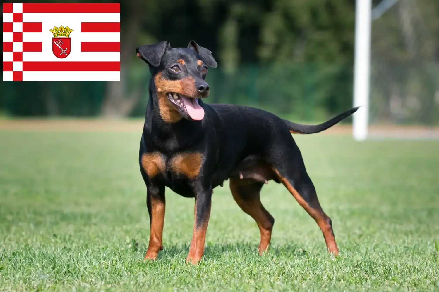 Törpe Pinscher kiskutyák és tenyésztő Bremen Itt találja meg a Bréma-i miniatűr pinscher tenyésztőket.