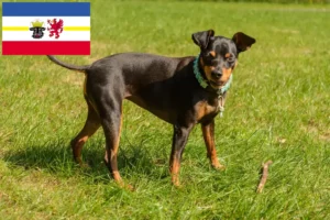Read more about the article Miniatűr pinscher tenyésztők és kiskutyák Mecklenburg-Elő-Pomeránia tartományban