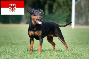 Read more about the article Miniatűr pinscher tenyésztők és kölykök Brandenburgban