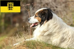 Read more about the article Tornjak tenyésztők és kölykök Baden-Württembergben