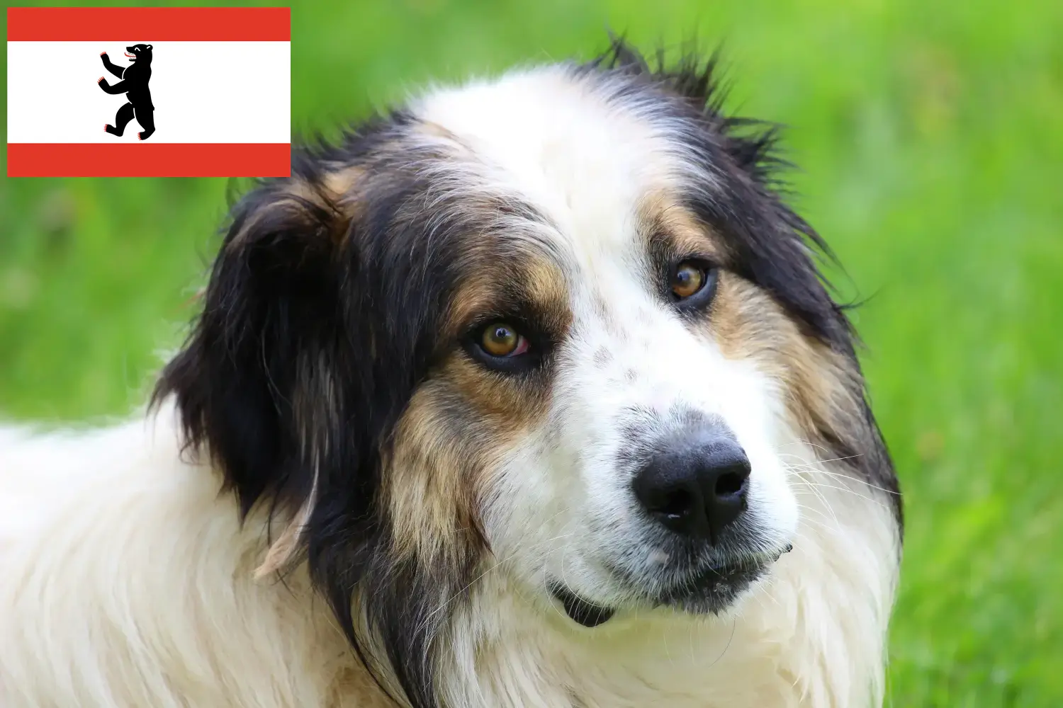 Tornjak kiskutyák és tenyésztők Berlin Itt találhat Tornjak tenyésztőket Berlinben.