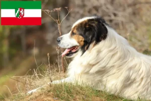 Read more about the article Tornjak tenyésztők és kölyökkutyák Észak-Rajna-Vesztfáliában