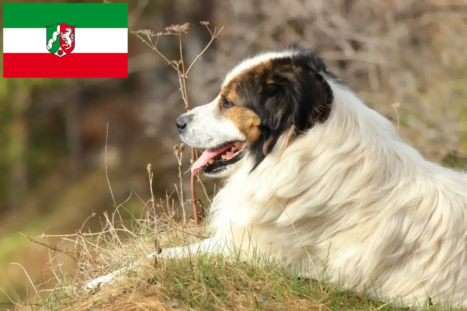 Tornjak kiskutyák és tenyésztők Észak-Rajna-Vesztfália Itt találhat Tornjak tenyésztőket Észak-Rajna-Vesztfália területén.