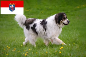 Read more about the article Tornjak tenyésztők és kiskutyák Hessenben