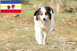 Read more about the article Tornjak tenyésztők és kiskutyák Mecklenburg-Elő-Pomeránia tartományban