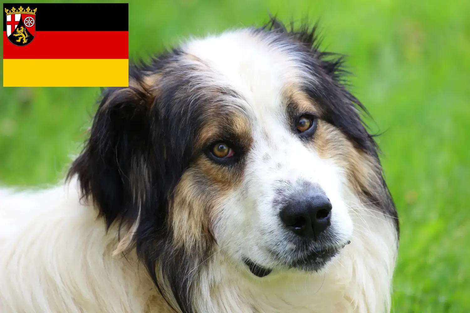 Tornjak kiskutyák és tenyésztők Rajna-vidék-Pfalz Itt találhat Tornjak tenyésztőket Rajna-vidék-Pfalzban.