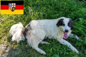 Read more about the article Tornjak tenyésztők és kölykök Saar-vidéken