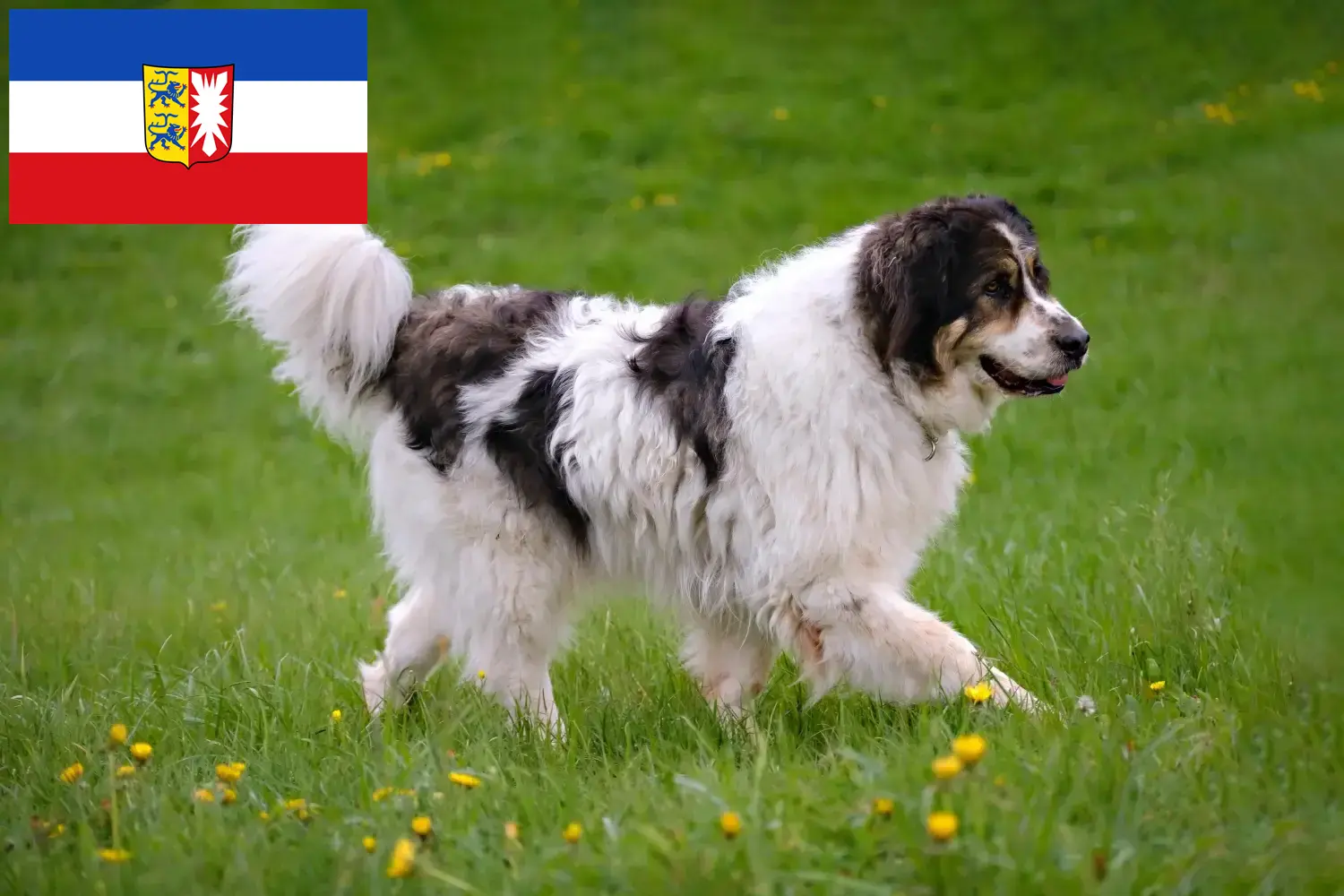 Read more about the article Tornjak tenyésztők és kiskutyák Schleswig-Holstein tartományban
