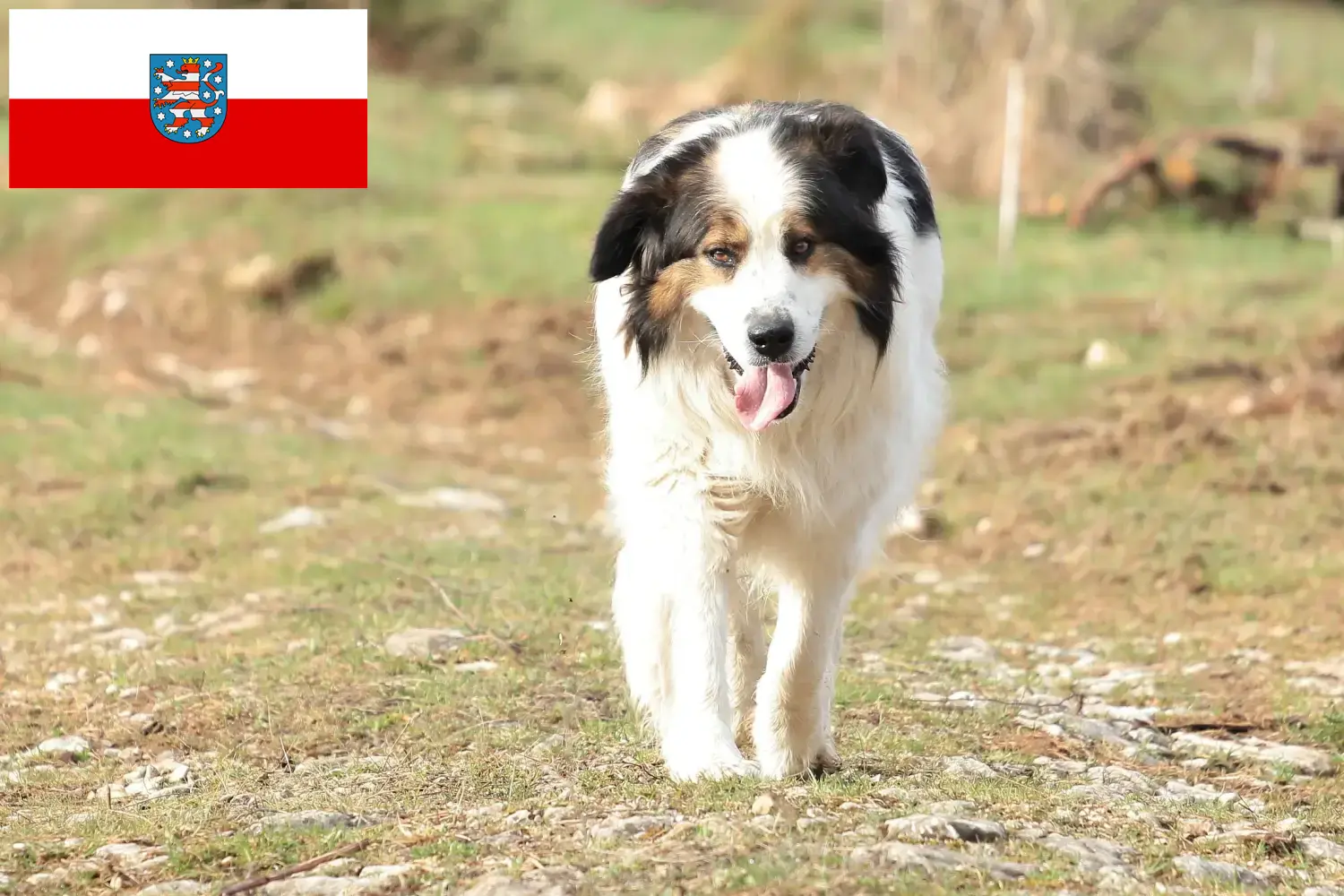 Read more about the article Tornjak tenyésztők és kiskutyák Türingiában