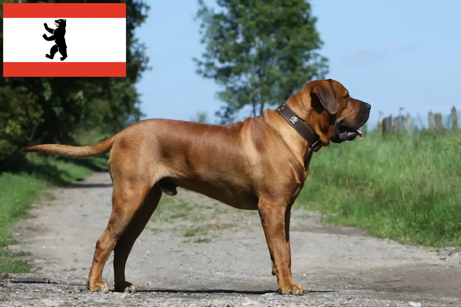 Tosa kölyökkutyák és tenyésztők Berlin Berlini Tosa tenyésztőket itt találsz.