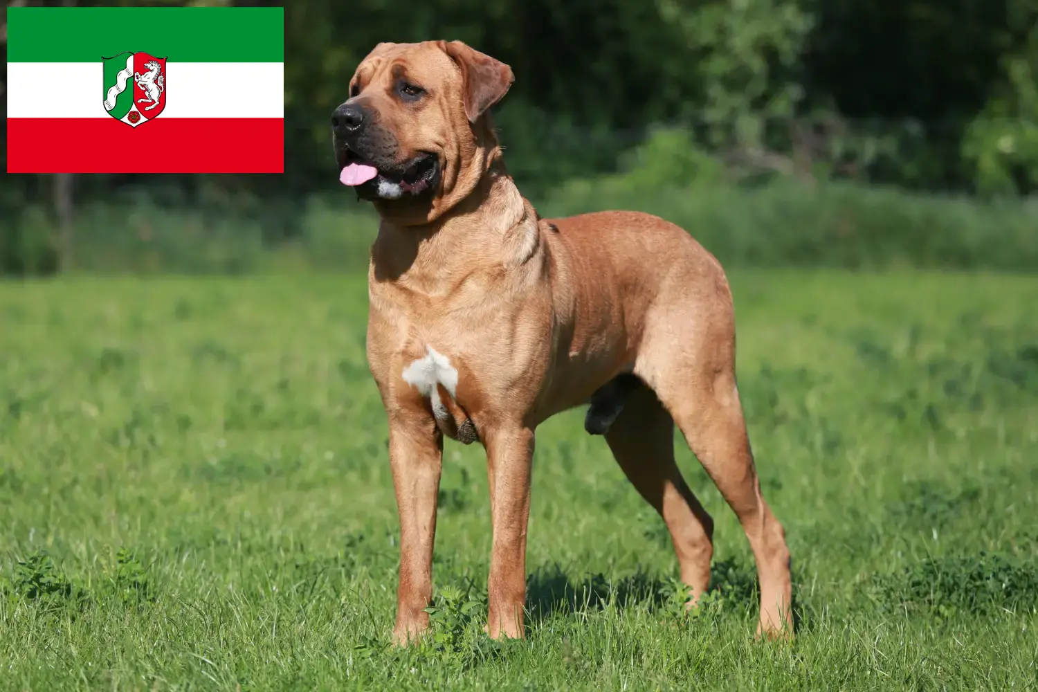 Tosa kiskutyák és tenyésztők Észak-Rajna-Vesztfália Észak-Rajna-Vesztfália területén található Tosa tenyésztőket itt találja.