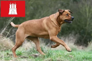 Read more about the article Tosa tenyésztők és kölyökkutyák Hamburgban
