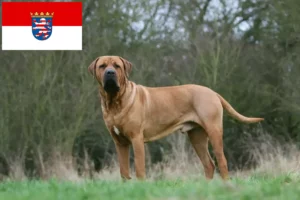 Read more about the article Tosa tenyésztők és kiskutyák Hessenben