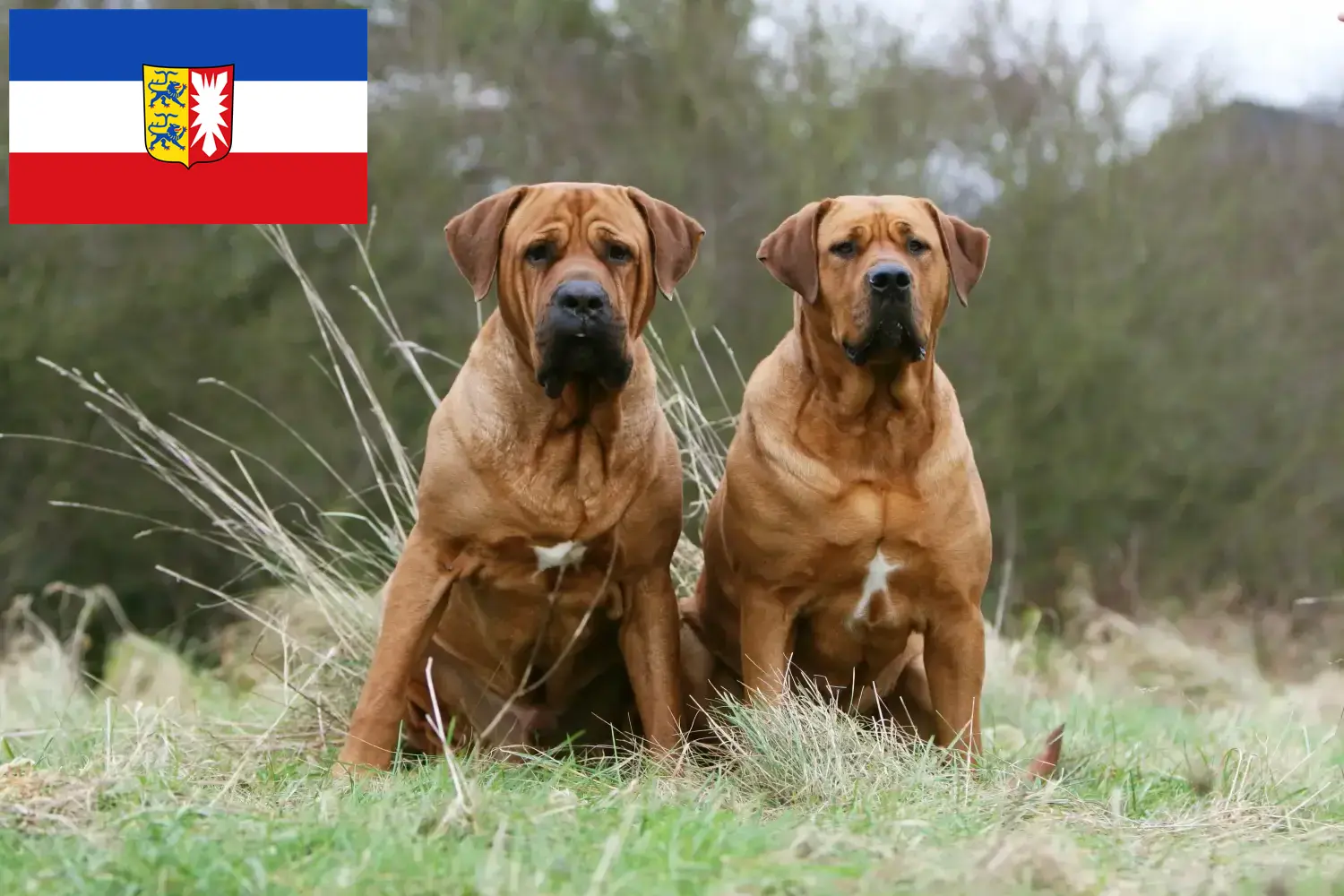 Tosa kölyökkutyák és tenyésztők Schleswig-Holstein Schleswig-Holstein-i Tosa tenyésztőket itt találsz.