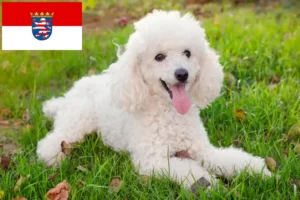 Read more about the article Uszkár tenyésztők és kölykök Hessenben
