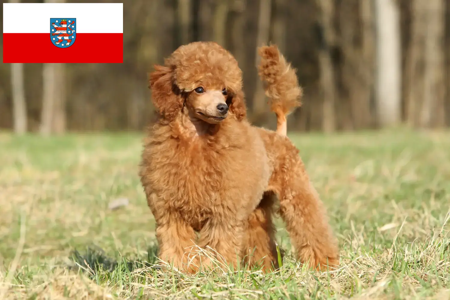 Uszkár kölyökkutyák és tenyésztők Türingia Itt találhat pudli tenyésztőket Türingiában.