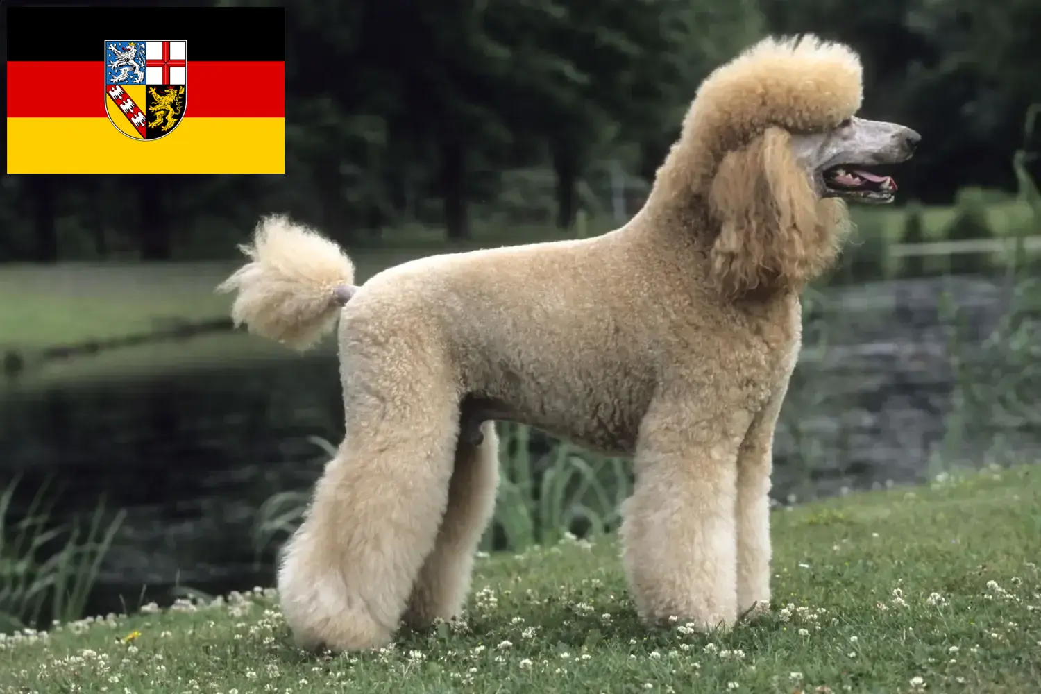 Udvaros kölykök és tenyésztő Saarland Itt találhat uszkár tenyésztőket Saar-vidéken.