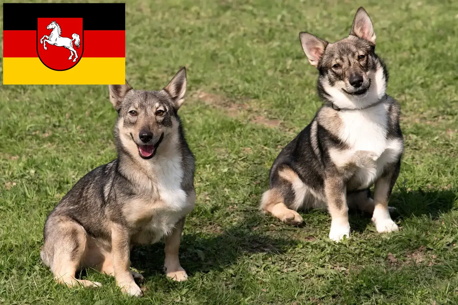 Västgötaspets kiskutyák és tenyésztők Alsó-Szászország Itt talál Västgötaspets tenyésztőket Niedersachsenban.