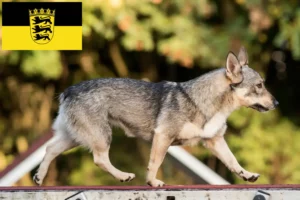 Read more about the article Västgötaspets tenyésztők és kölyökkutyák Baden-Württembergben