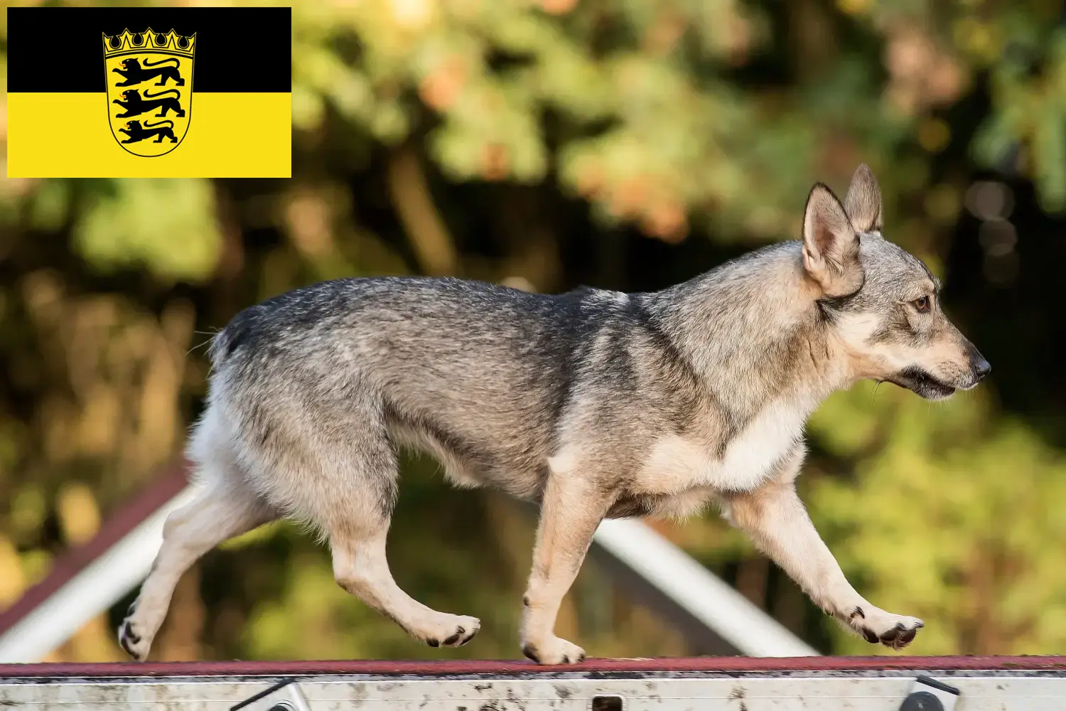 Read more about the article Västgötaspets tenyésztők és kölyökkutyák Baden-Württembergben