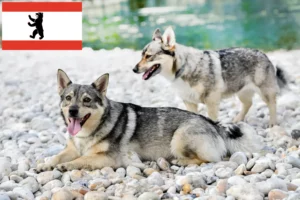 Read more about the article Västgötaspets tenyésztők és kiskutyák Berlinben
