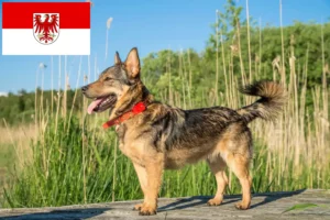Read more about the article Västgötaspets tenyésztők és kölykök Brandenburgban