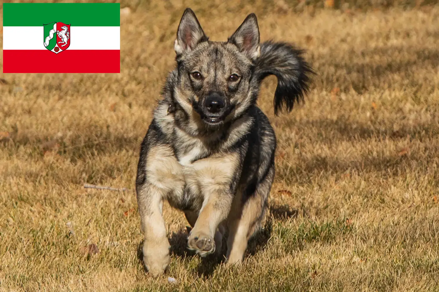 Västgötaspets kiskutyák és tenyésztők Észak-Rajna-Vesztfália Itt talál Västgötaspets tenyésztőket Észak-Rajna-Vesztfáliában.