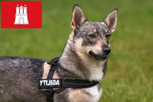 Read more about the article Västgötaspets tenyésztők és kiskutyák Hamburgban