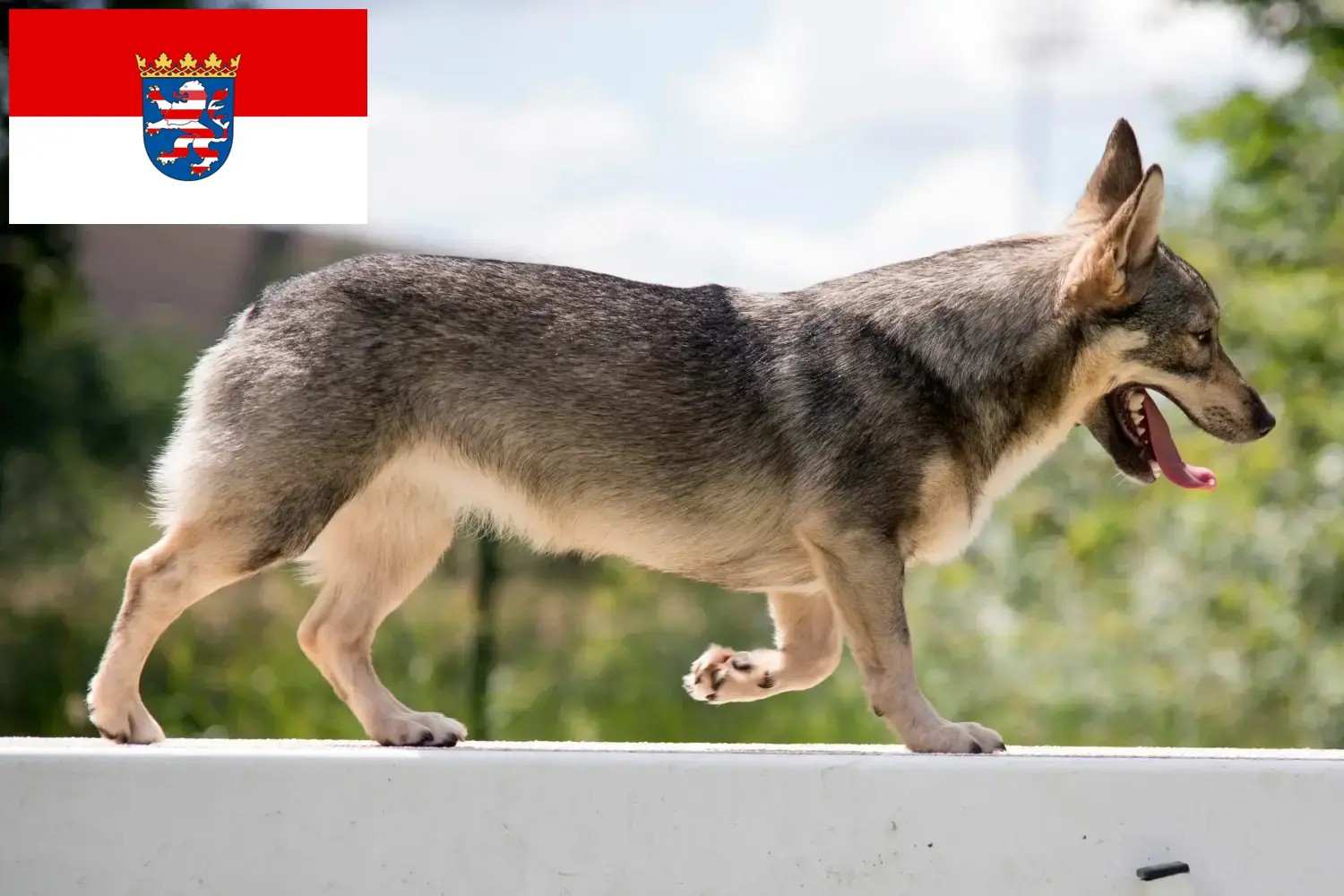 Västgötaspets kiskutyák és tenyésztők Hessen Itt talál Västgötaspets tenyésztőket Hessenben.