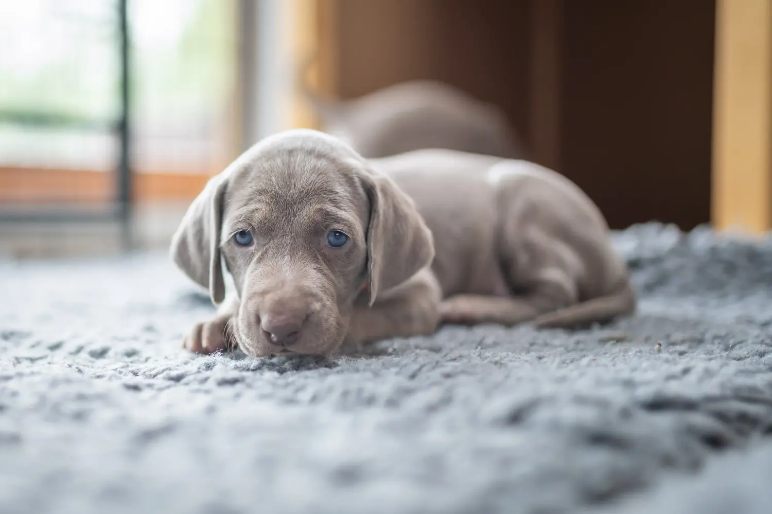 Weimaraner kölyökkutya vásárlása felelősségvállalást jelent! Weimaraner kölyökkutyák vásárlása.