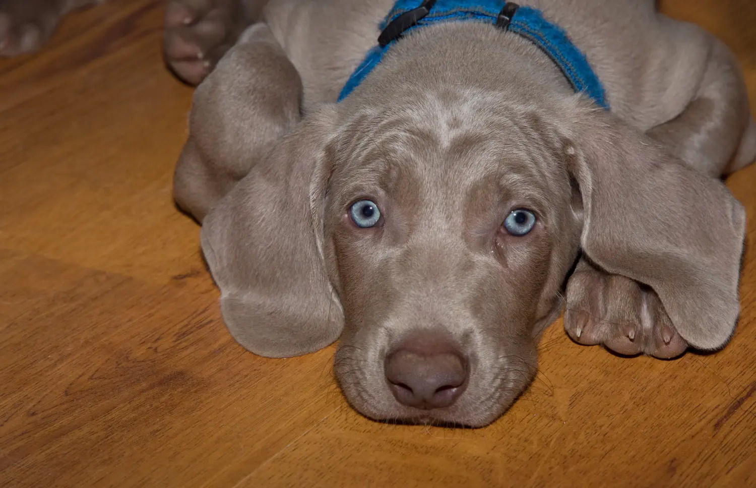 Weimaraner kölyökkutya vásárlása felelősségvállalást jelent! Weimaraner kölyökkutyák vásárlása.
