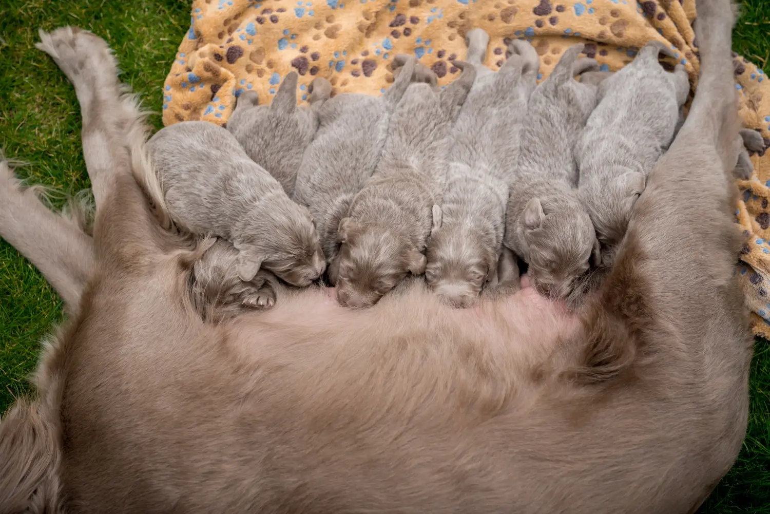 Weimaraner kölyökkutya vásárlása felelősségvállalást jelent! Weimaraner kölyökkutyák vásárlása.