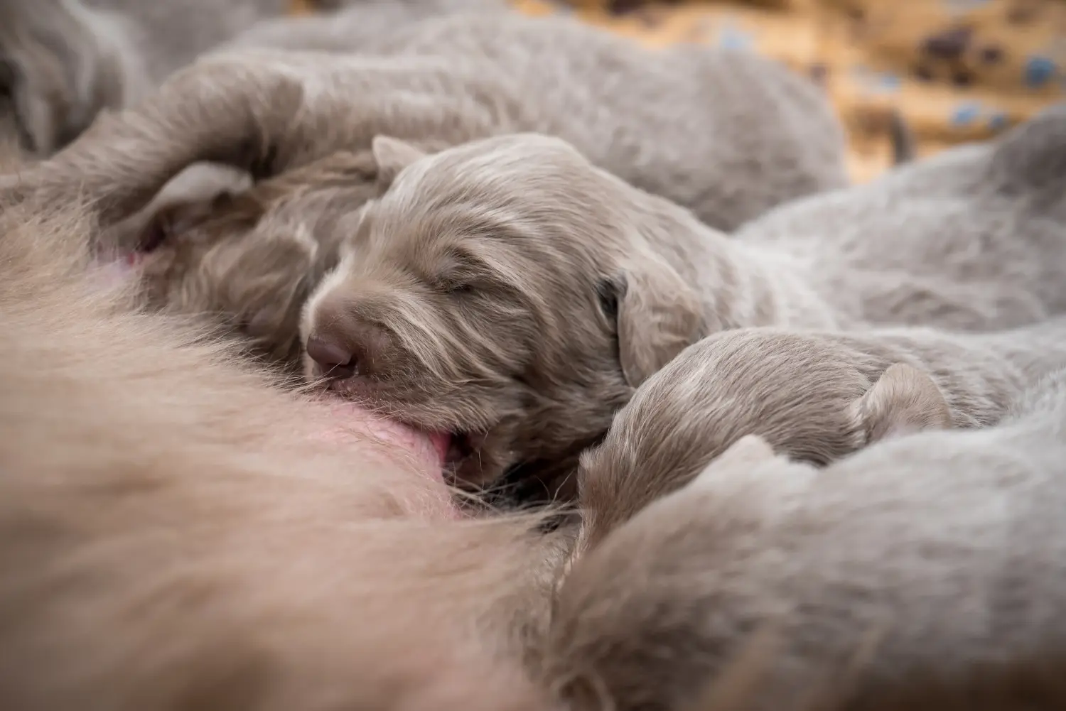 Weimaraner kölyökkutya vásárlása felelősségvállalást jelent! Weimaraner kölyökkutyák vásárlása.