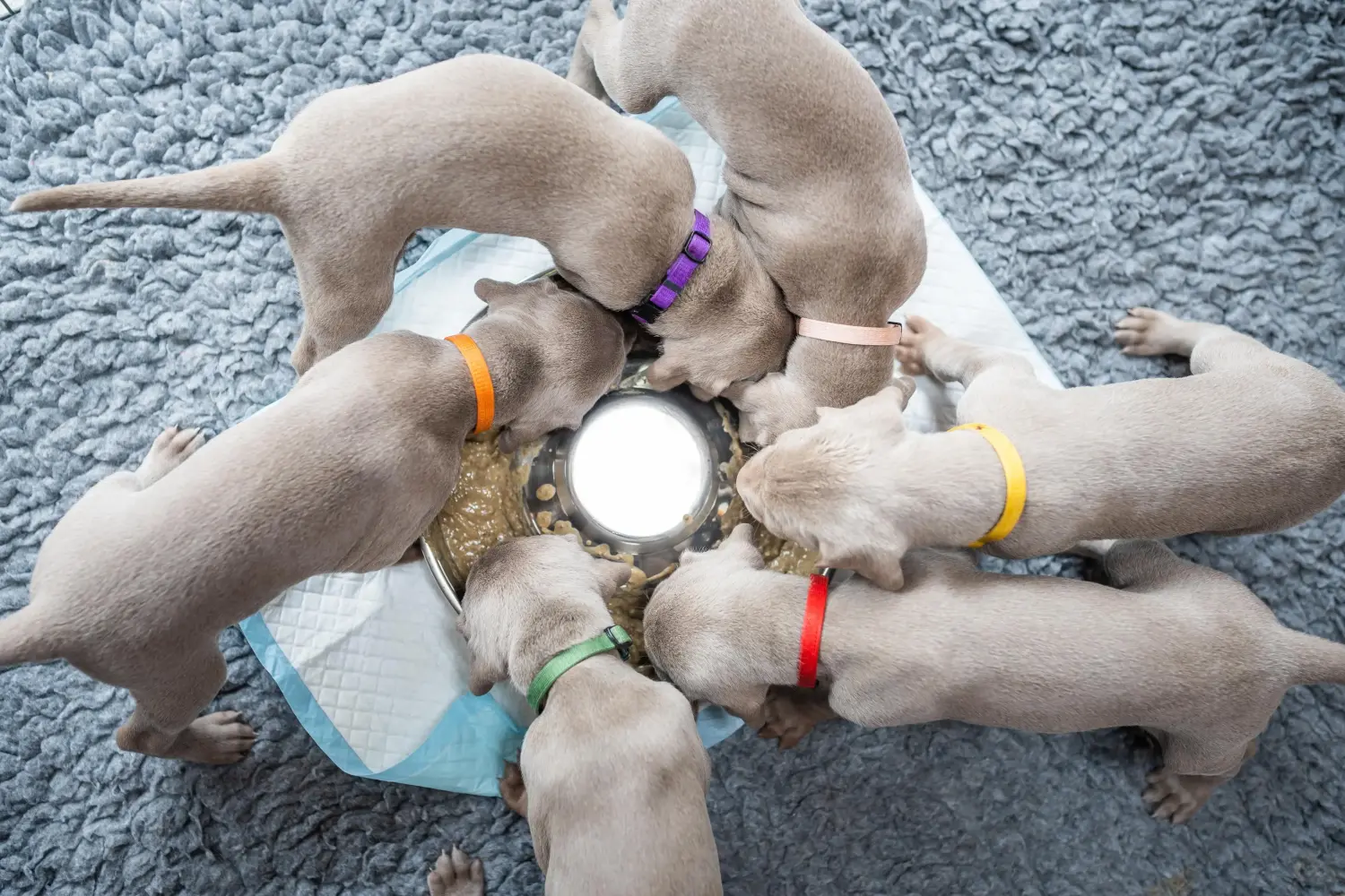 Weimaraner kölyökkutya vásárlása felelősségvállalást jelent! Weimaraner kölyökkutyák vásárlása.