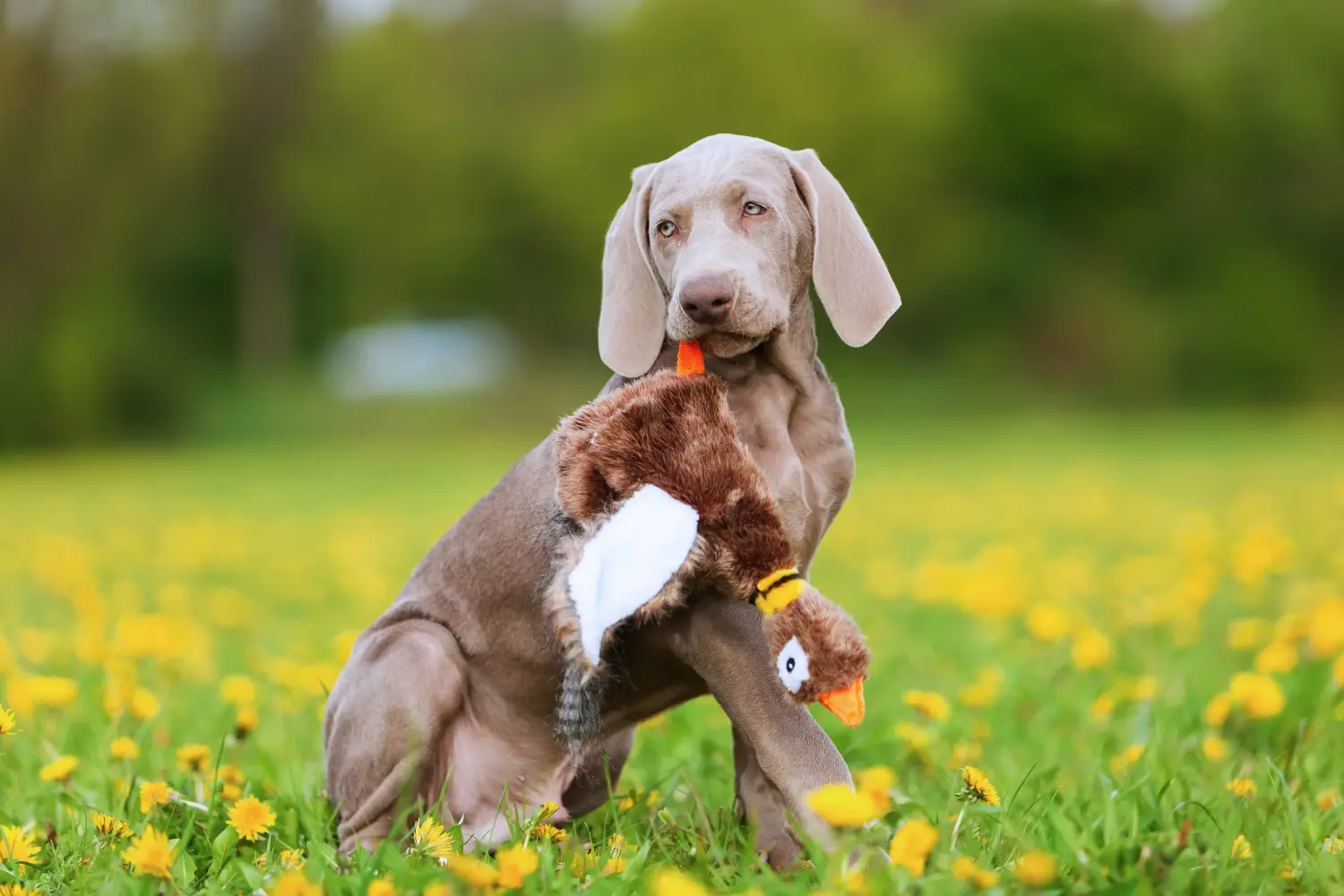 Weimaraner kölyökkutya vásárlása felelősségvállalást jelent! Weimaraner kölyökkutyák vásárlása.