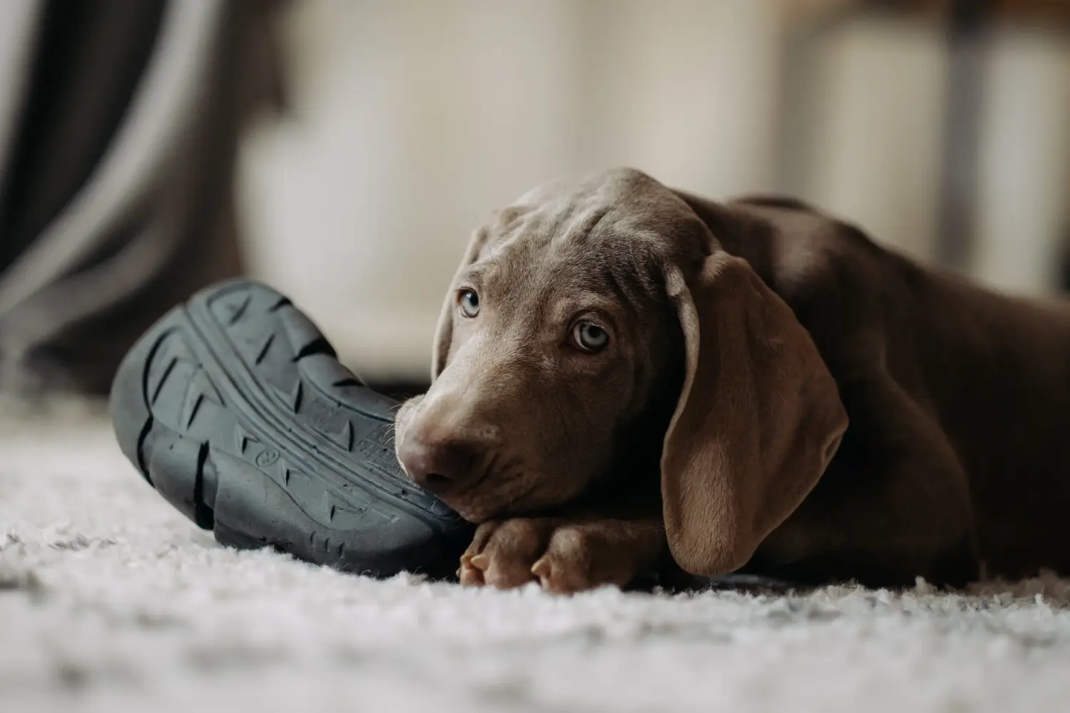 Weimaraner kölyökkutya vásárlása felelősségvállalást jelent! Weimaraner kölyökkutyák vásárlása.