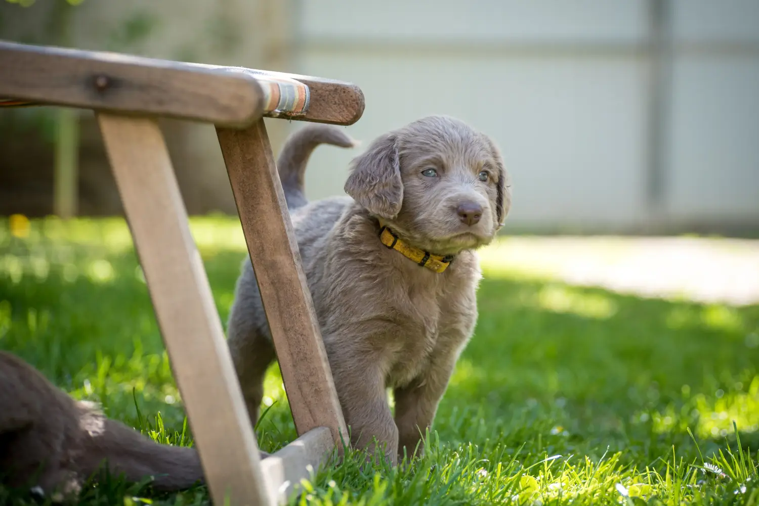 Weimaraner kölyökkutya vásárlása felelősségvállalást jelent! Weimaraner kölyökkutyák vásárlása.