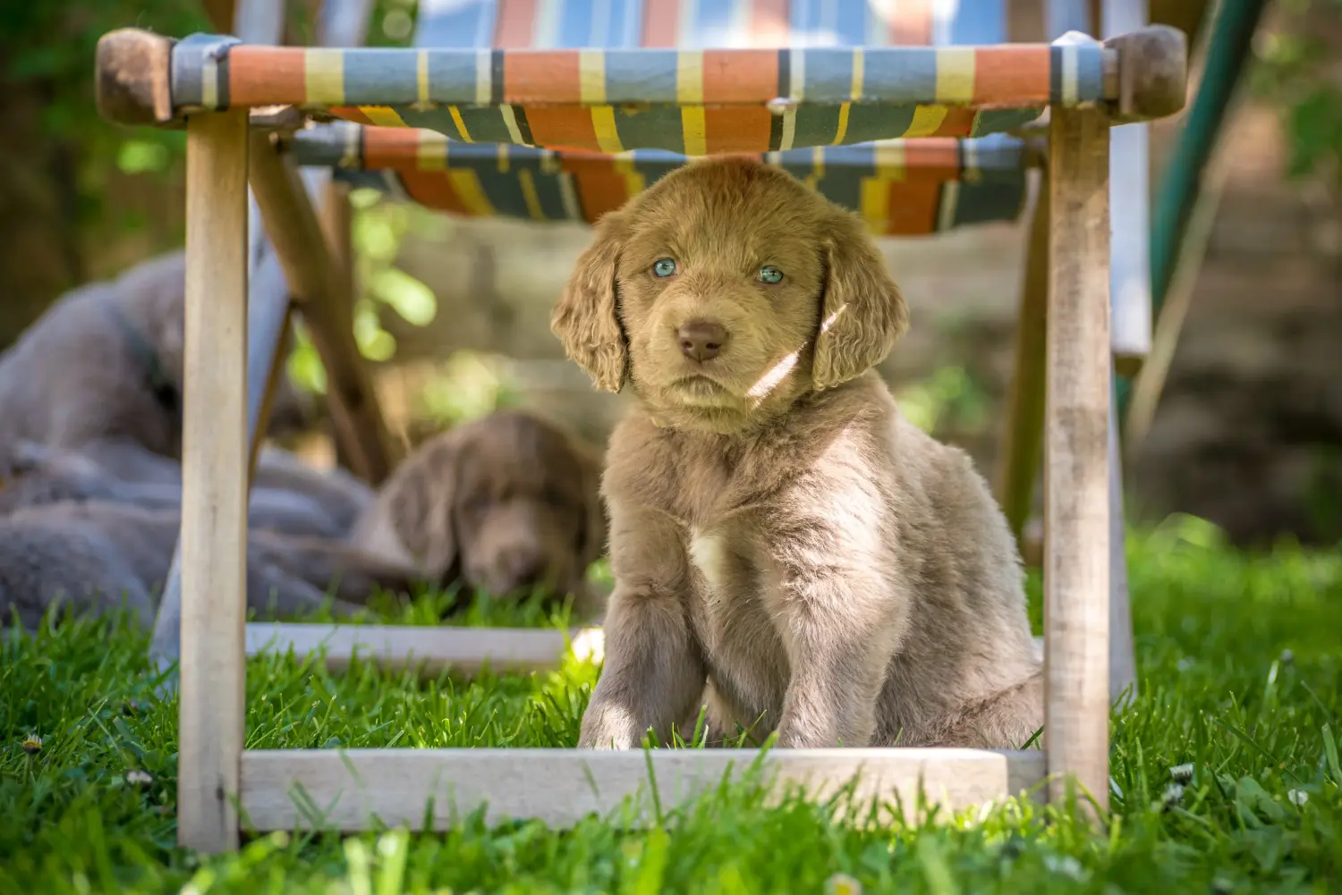 Weimaraner kölyökkutya vásárlása felelősségvállalást jelent! Weimaraner kölyökkutyák vásárlása.