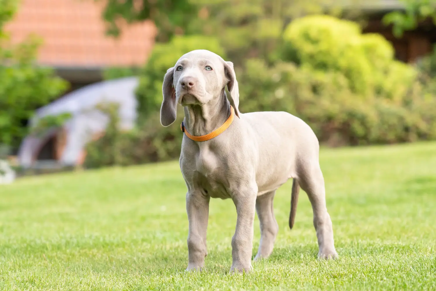 Weimaraner kölyökkutya vásárlása felelősségvállalást jelent! Weimaraner kölyökkutyák vásárlása.