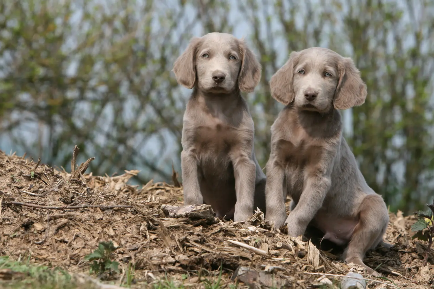 Weimaraner kölyökkutya vásárlása felelősségvállalást jelent! Weimaraner kölyökkutyák vásárlása.