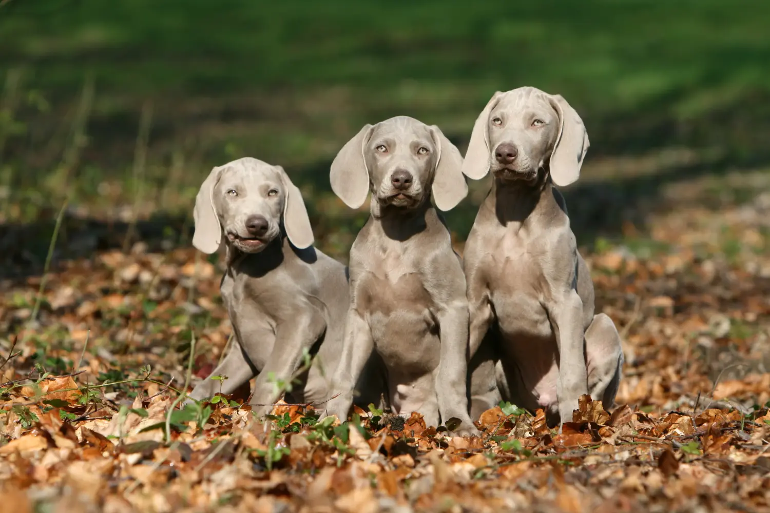Weimaraner kölyökkutya vásárlása felelősségvállalást jelent! Weimaraner kölyökkutyák vásárlása.
