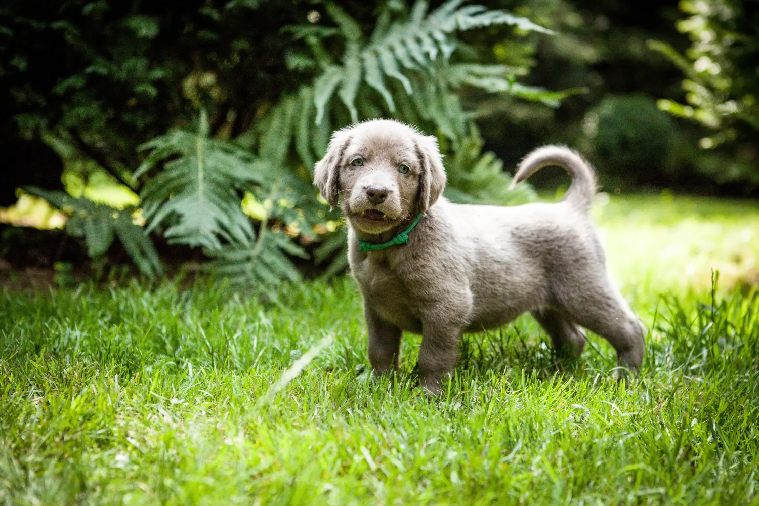 Weimaraner kölyökkutya vásárlása felelősségvállalást jelent! Weimaraner kölyökkutyák vásárlása.