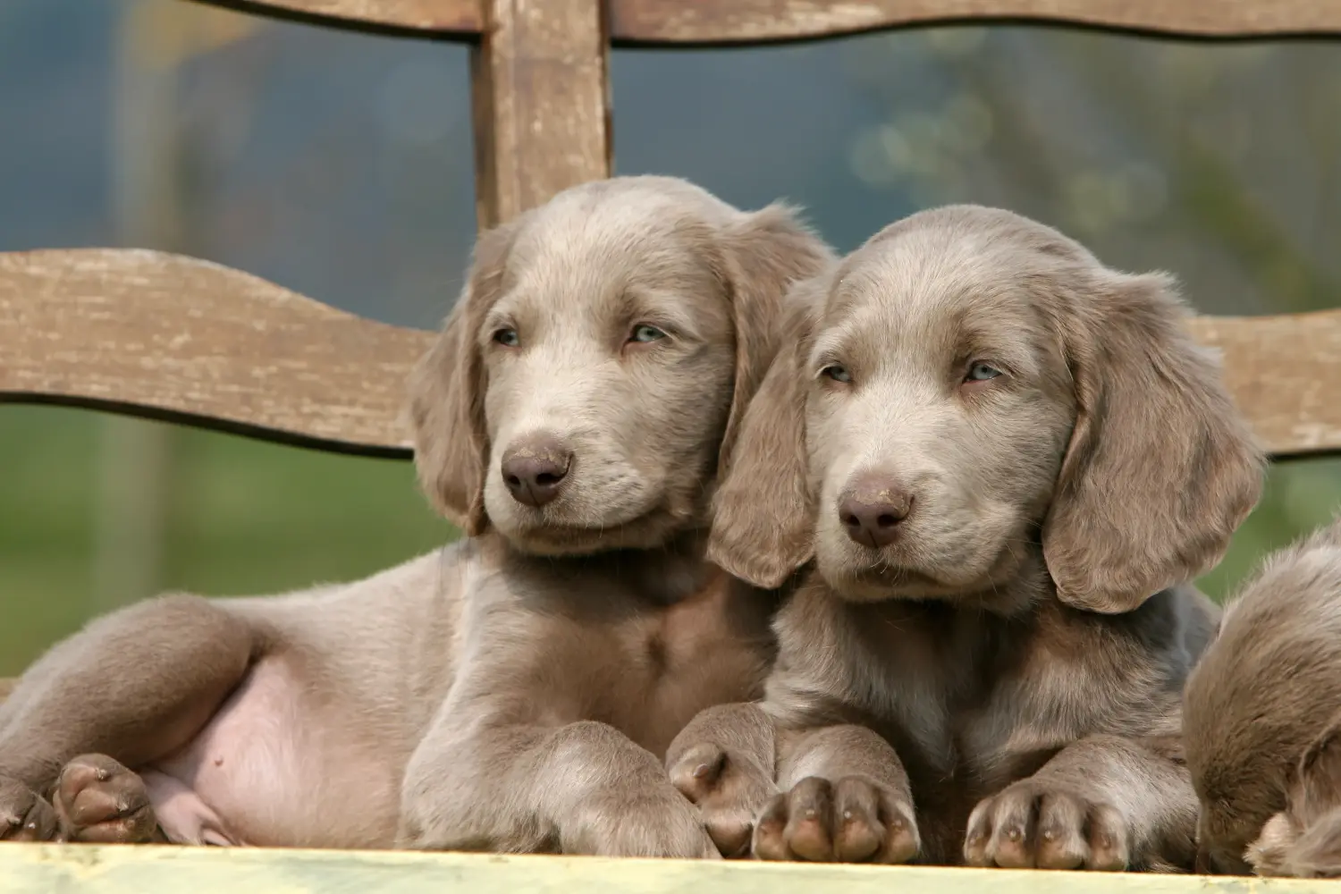 Weimaraner kölyökkutya vásárlása felelősségvállalást jelent! Weimaraner kölyökkutyák vásárlása.